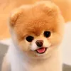 funny_animal_qk