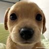 aedenn00