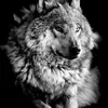 wolf_amable