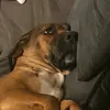 imhereforthegiggles