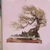 khauy2104