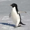 adeliepenguin__
