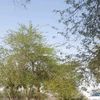 baderalbader51