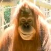 miracle_orangutan