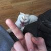 puffinzoot