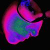 simpy_bot
