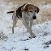 colter_hounds