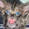 sadpygmypuff