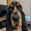 sophierach
