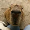 capybarkarrr