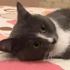 maycuoi