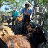 stick_cattle