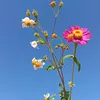 nana.25_02