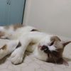 mochicat115