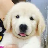 golden_retriever_sg_q9