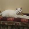 shehnaz515yegan