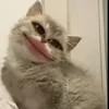 ptnt24