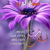 dhwmqy19