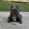louthebluee