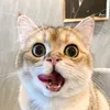 🐱♡ 𝒫𝑜𝓇𝓈𝒸𝒽𝑒