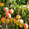 mangotree5