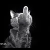lihg.g