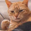 khang99meow