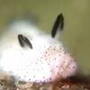 seaslugger