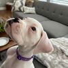 boxersmom18