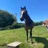 jake_034587