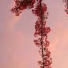 ngan_25_8