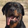 rotweiler_grom