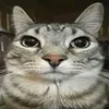 simon.12543