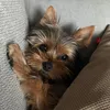 mysweetsofi