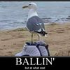 seagullsjordans