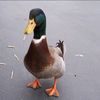 jerrold.the.smoking.duck