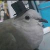 freakpavoditv