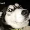 corgimoongto