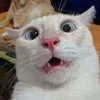 chumeowcucsuc