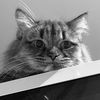 lolaismylovelycat.1999