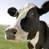 wuevosdevaca