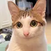 evil_fip