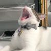 kitkathampton3