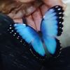 kzoobluefairy