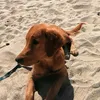 goldenbuddy2023