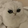 depgaikhongduocbun
