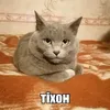 Тiхон