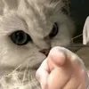 faaaiiiiiiiiiiiiif