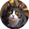 tuxedocattt
