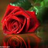 rose_18323
